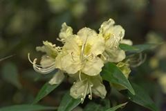 R.lutescens